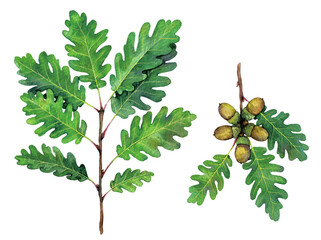 Watercolor sessile oak, Cornish oak or Irish Oak branches. Quercus petraea isolated on white background. Hand drawn painting plant illustration. - obrazy, fototapety, plakaty