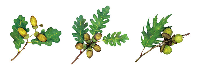 Watercolor oak branches with acorns. Сommon oak, northern red oak, sessile oak isolated on white background. Hand drawn painting plant illustration.