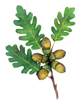 Watercolor sessile oak, Cornish oak or Irish Oak branch with acorns. Quercus petraea isolated on white background. Hand drawn painting plant illustration.