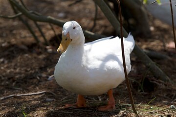 goose in wooded area