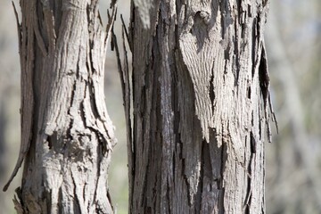 splitting bark