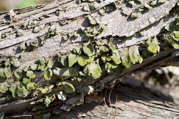 green tree fungus and mushrooms growing on fallen tree