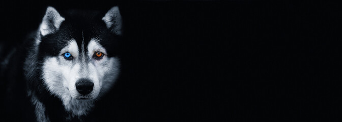 Beautiful Siberian Husky dog with blue and brown eyes on black background.Banner. Copy space for text.Black and white photography