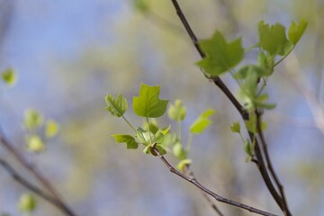 spring leaves in spring