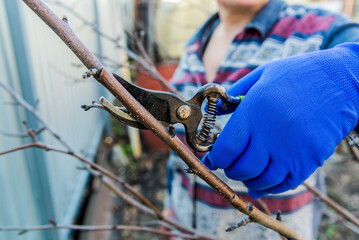 gardener cuts the branches of fruit trees in spring. Hand and pruner close-up.