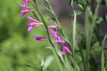 Purple flowers in the grass.