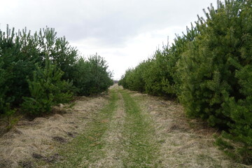 road through a young pine forest