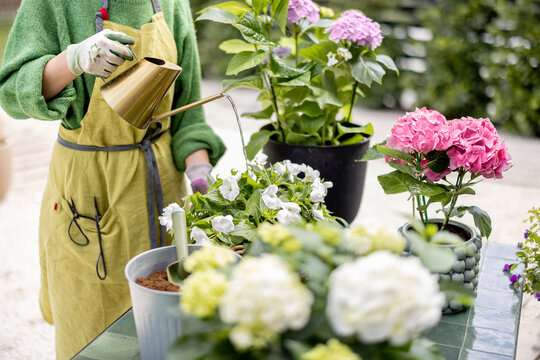 Woman taking care of flowers in the garden. Florist or housewife watering hydrangeas with beautiful watering can, close-up view