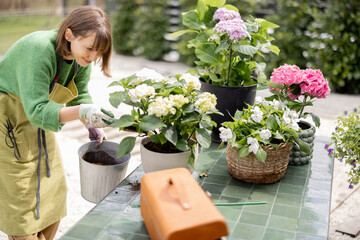 Woman prepares ground before planting hydrangeas in pot on table outdoors. Concept of gardening and...
