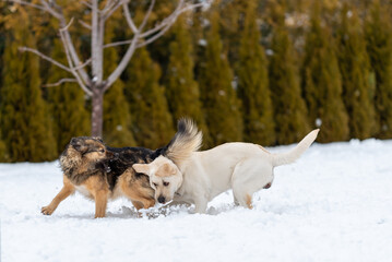  2 dogs run in the snow in the backyard. Photo frozen motion