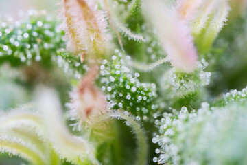 Cannabis close up macro