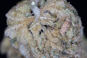 Cannabis close up macro