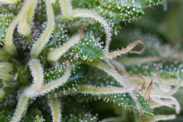 Close up cannabis macro