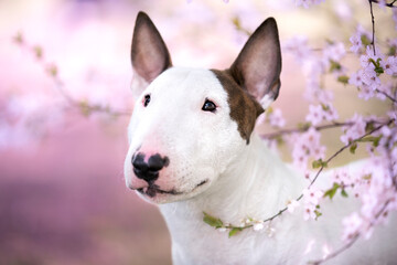 Portret psa rasy bullterier w różowych kwiatach  - obrazy, fototapety, plakaty