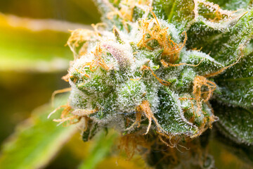 Cannabis close up macro