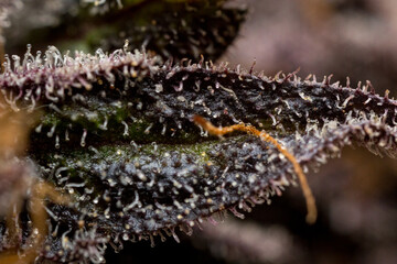 Cannabis close up macro