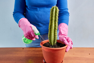 Transplanting a cactus from a small pot to a large one. Plant transplantation. Plant care. Caring for cacti. Houseplants.