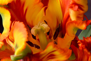 Fototapeta na wymiar Parrot Tulip Stigma 02