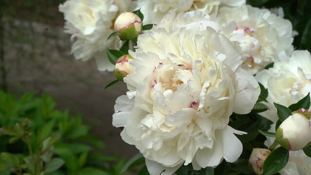 Close-up of a bush with white peonies on a background of green leaves blooming in the garden. Perennial flowers are white. High quality FullHD footage