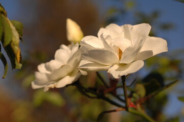 white magnolia flower, gardening features, flowers in front of the house