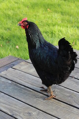 A black feathered hen is walking on an old gray wooden porch against a green lawn backdrop.