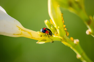 close up of a ladybug on a leaf