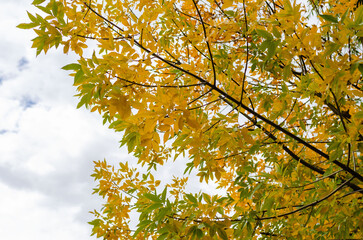 autumn leaves in the sky