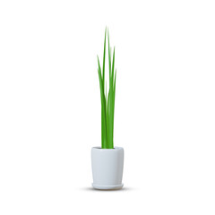 Green air purifying tree , planted white ceramic pot isolated on white background. 3D Rendering, Illustration.