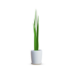 Green air purifying tree Tree , planted white ceramic pot isolated on white background. 3D Rendering, Illustration.