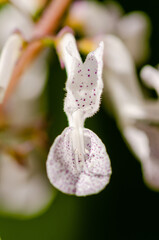 close up of a white flower with purple dots