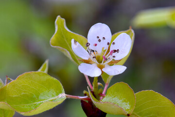 Pear Blossom Green Leaf 03