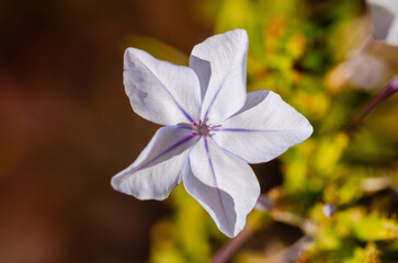 close up of a five petal white flower