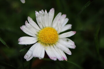 Fototapeta premium Yellow and white daisies bloom after the rain and the pollen grains are covered with water droplets.