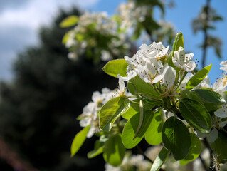Close up of the pear tree flowers on the branch in an orchard. Blue sky in the background. Shallow depth of field, copy space