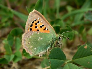 Small Provence Hairstreak. Tomares ballus  