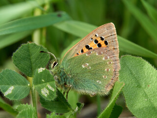 Small Provence Hairstreak. Tomares ballus  