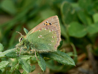 Obraz premium Small Provence Hairstreak. Tomares ballus 