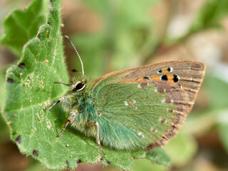 Small Provence Hairstreak. Tomares ballus  