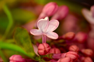 Common Lilac Floret 03