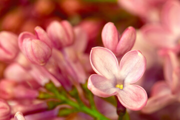 Obraz na płótnie Canvas Common Lilac Floret 05