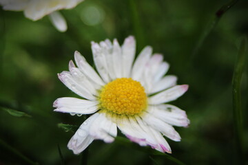 Fototapeta premium Yellow and white daisies bloom after the rain and the pollen grains are covered with water droplets.