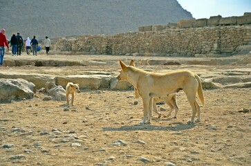 horses on the beach