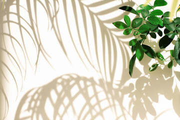 Tropical palm tree leaf shadow, green plant twig, sunny beige wall background with natural shades, blank light yellow empty space minimalistic botanical pattern.
