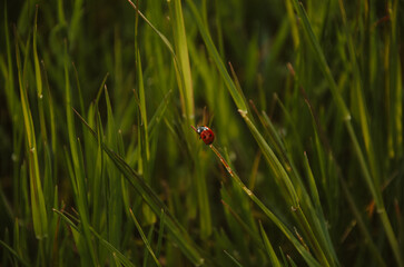 ladybug on grass