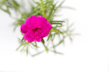 Pink Flower beautiful blooming flower green leaf on white background