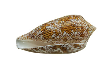 Shell of Marine Mollusk Conus Textile (Latin Name). Side View. Isolated On White Background