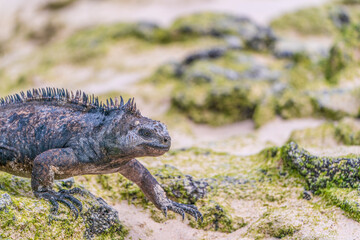 A walking Marine iguana