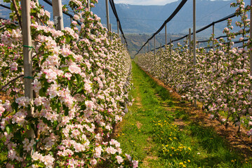 Apfelblüte an der Südtiroler Weinstraße