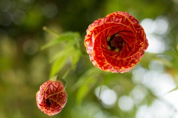 Abutilon pictum , syn. Abutilon striatum (disputado), é uma espécie de planta com flor na...