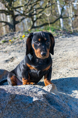 Young dachshund resting and chilling.